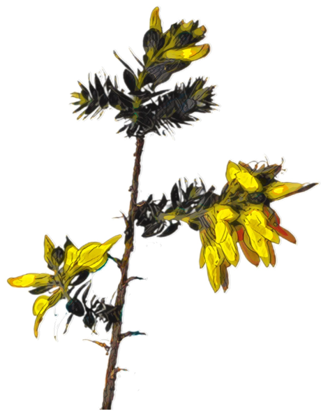 image_1.png